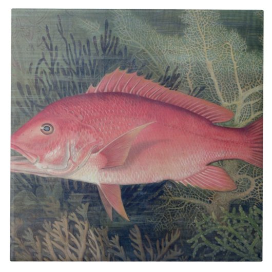 Carreau Red Snapper, de 'Game Fishes of the United State (Devant)