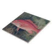 Carreau Red Snapper, de 'Game Fishes of the United State (Côté)