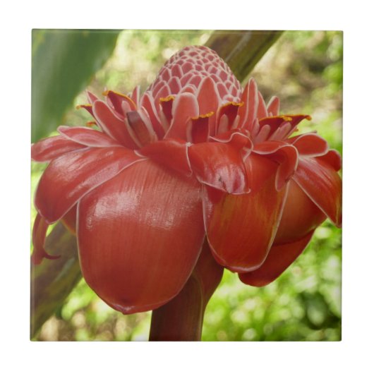 Carreau Red Torch Ginger Tropical Flower Photographie (Devant)