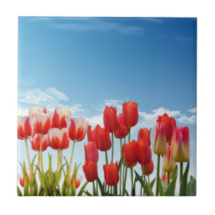 Carreau Red Tulip Flowers