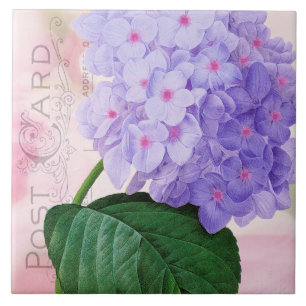 Carreau Redoute French Purple Hydrangea Carrelage en céram