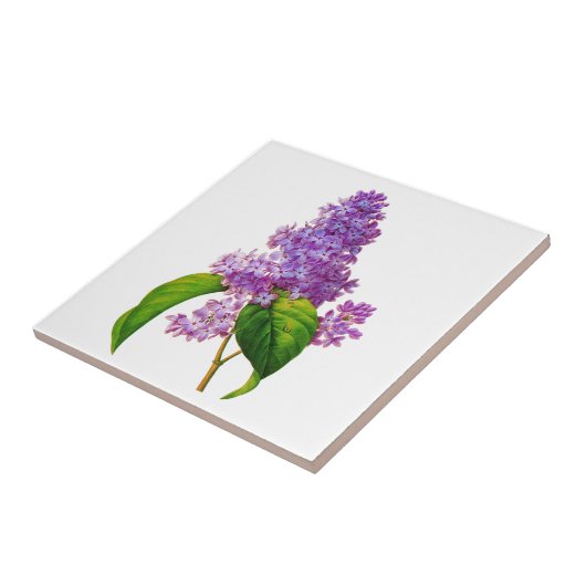 Carreau Redoute Lilacs (Côté)