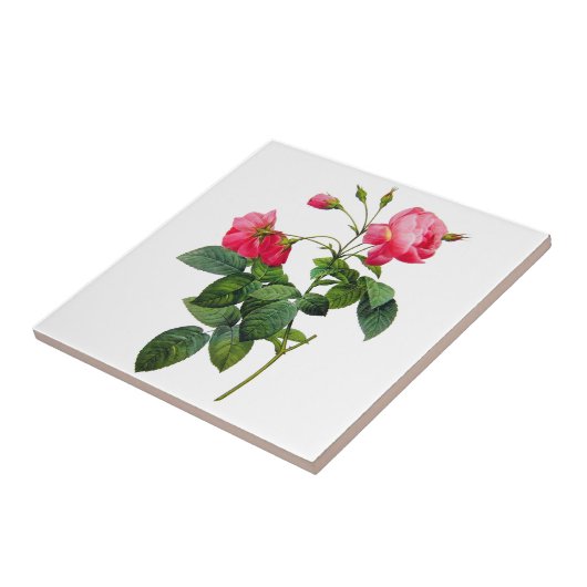 Carreau Redoute Roses (Côté)