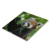 Carreau RedPanda 002 (Côté)