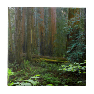 Carreau Redwoods Dans Le Parc National De Muir Woods