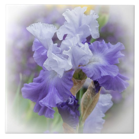 Carreau Regal Beares Iris - Violet & Blanc (Devant)