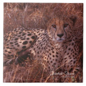 Carreau Regard fixe de guépard (Devant)