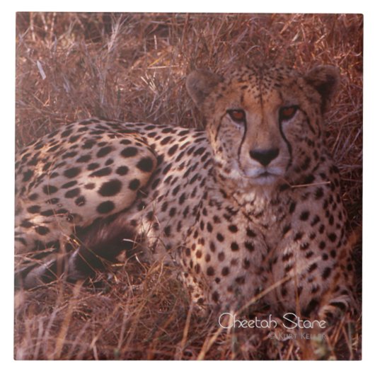 Carreau Regard fixe de guépard (Devant)