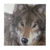 Carreau Regard fixe de loup (Devant)