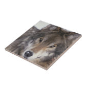 Carreau Regard fixe de loup (Côté)