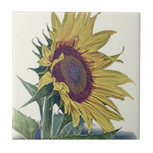 Carreau Regard minable original de vieille école de