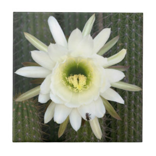 Carreau Reine de la Fleur de Cactus de Nuit, Région du Kar