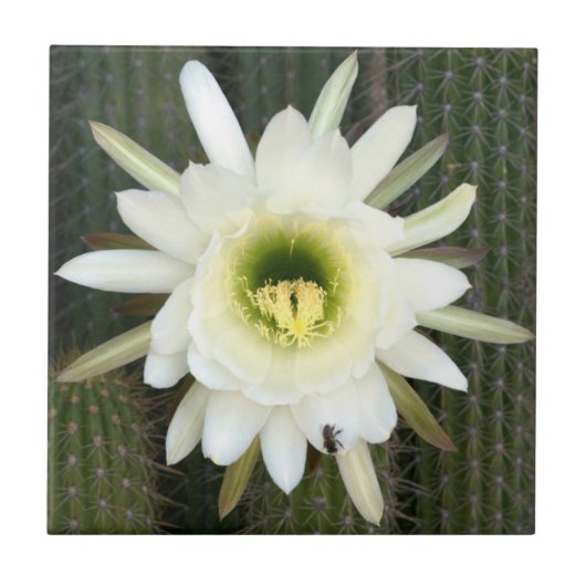 Carreau Reine de la Fleur de Cactus de Nuit, Région du Kar (Devant)