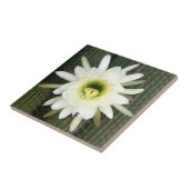 Carreau Reine de la Fleur de Cactus de Nuit, Région du Kar (Côté)