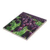 Carreau Reine des tulipes de nuit (Côté)