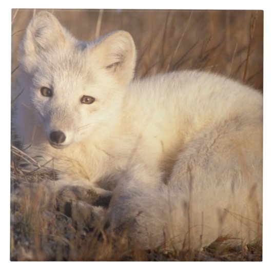 Carreau renard arctique, Alopex lagopus (Devant)