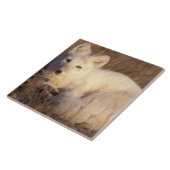 Carreau renard arctique, Alopex lagopus (Côté)