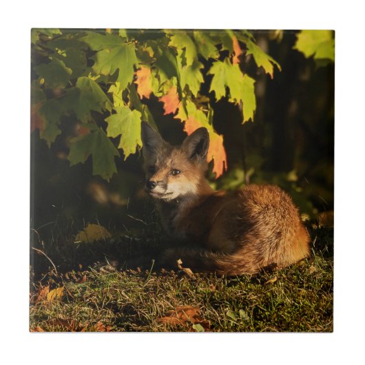 Carreau  Renard Feuilles et Ombres       (Devant)
