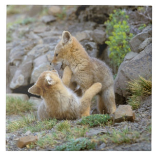 Carreau Renard gris sud-américain (Lycalopex griseus) coup