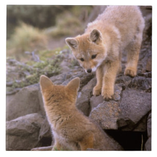 Carreau Renard gris sud-américain (Lycalopex griseus) coup