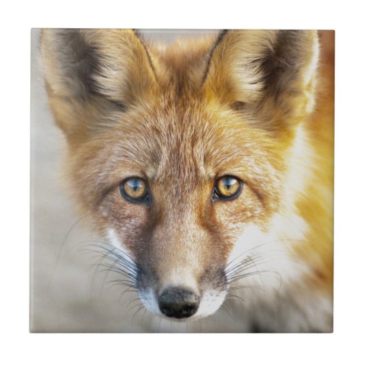 Carreau Renard rouge, gros plan (Devant)