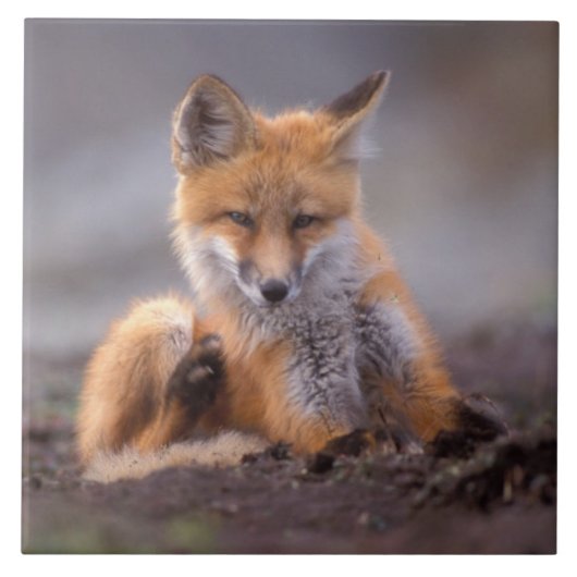 Carreau renard roux, Vulpes vulpes, petit se grattant, (Devant)