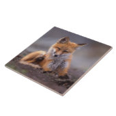 Carreau renard roux, Vulpes vulpes, petit se grattant, (Côté)