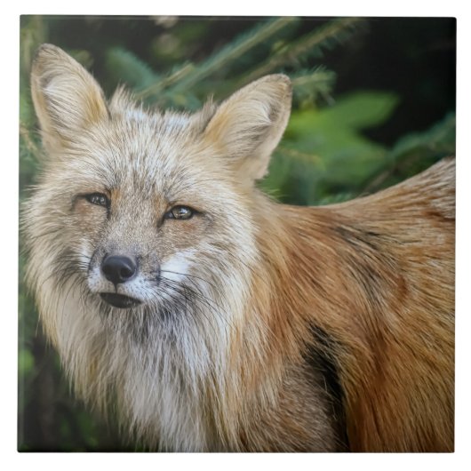 Carreau Renard sauvage (Devant)