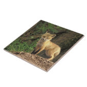 Carreau Renardeau renard roux devant terrier (Vulpes vulpe (Côté)