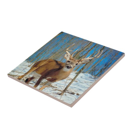 Carreau Rennes Dans La Forêt En Photo Neige (Côté)