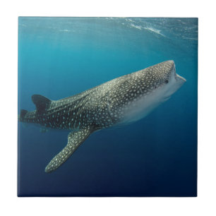 Carreau Requin Baleine Natant