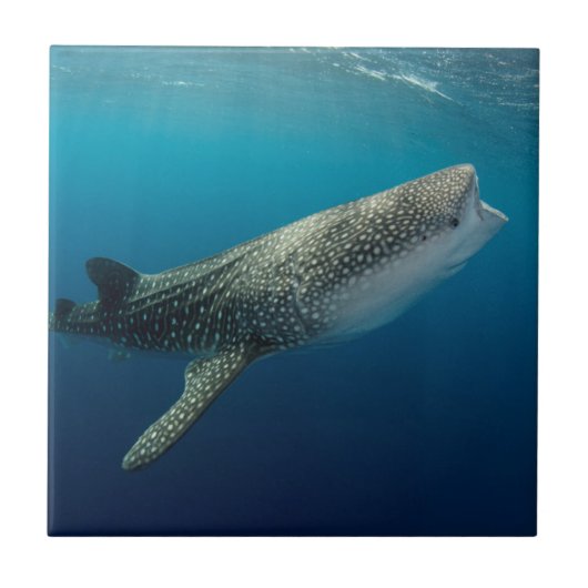 Carreau Requin Baleine Natant (Devant)
