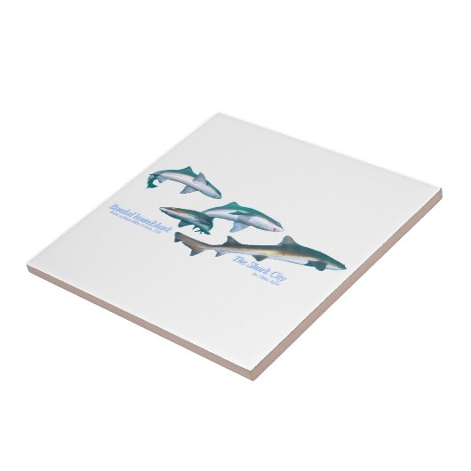 Carreau Requin basané (Côté)