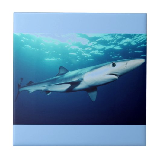 Carreau Requin bleu (Devant)