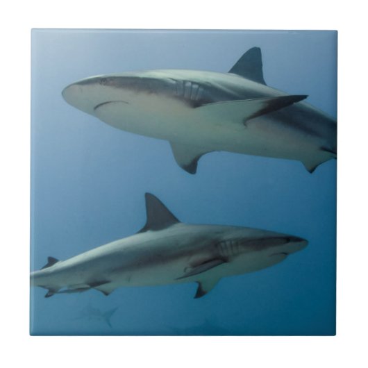 Carreau Requin de récif des Caraïbes (Devant)