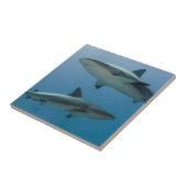 Carreau Requin de récif des Caraïbes (Côté)