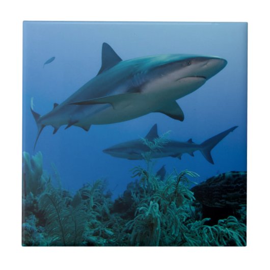 Carreau Requin des récifs des Caraïbes Jardines de la Rein (Devant)