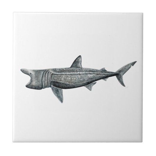 Carreau Requin pèlerin (Devant)