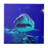 Carreau Requin tigre (Devant)