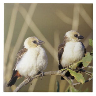 Carreau Réserve nationale du Kenya, Samburu