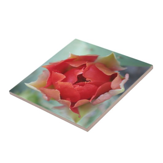 Carreau Ressort (Côté)