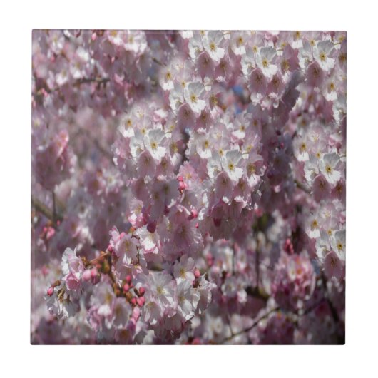 Carreau Ressort en rose (Devant)
