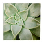 Carreau Ressort Succulent<br><div class="desc">"Spring Succulent I" de Jason Johnson. Dispose d'un closeup de succulent.</div>