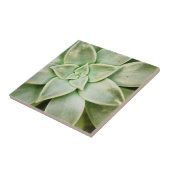 Carreau Ressort Succulent (Côté)