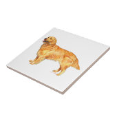 Carreau Retriever doré (Côté)