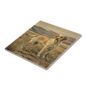 Carreau Retriever du Labrador (Côté)
