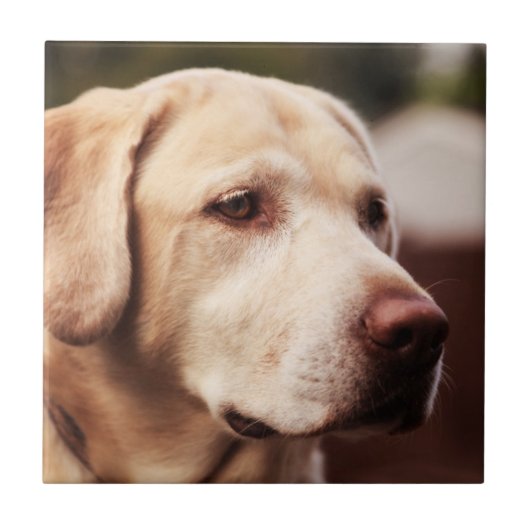 Carreau Retriever du Labrador (Devant)