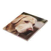 Carreau Retriever du Labrador (Côté)