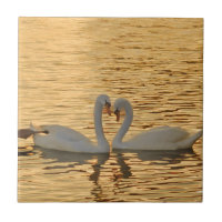 Réunion de couples de cygne à la photographie de