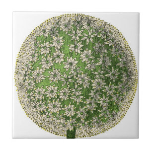 Carreau Rêves vintages - Dandelion